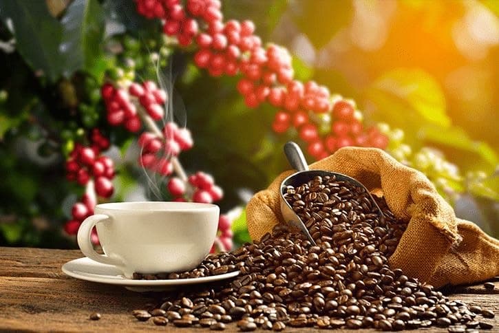 Buon Ma Thuot coffee beans